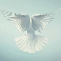 قرارات الأرق