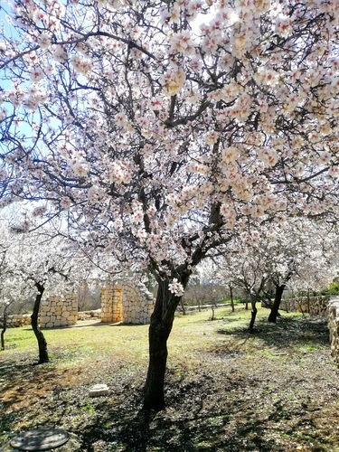 قصائد الربيع٢: يذوبُ الثَّلج