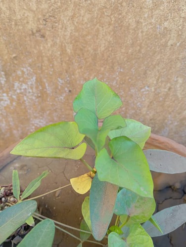 زراعة الخضر والبقوليات بدلاً من أزهار الزينة