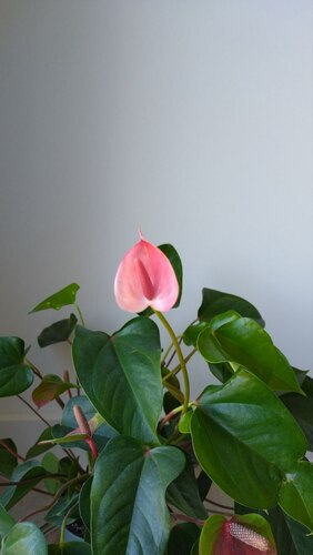 كيك كما الكيك